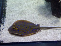 Haus des Meeres 4.02.2026